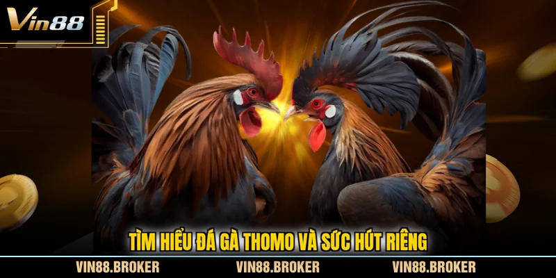 Tìm hiểu đá gà Thomo và sức hút riêng