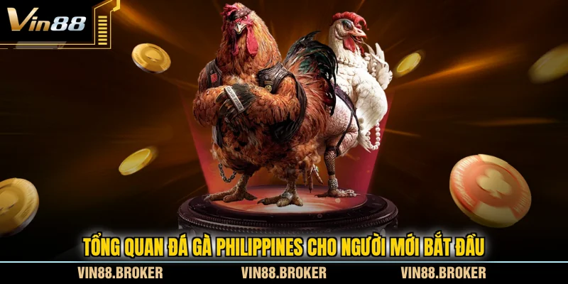 Tổng quan đá gà Philippines cho người mới bắt đầu